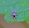 350709 – Photo : Oryctes – France (59)